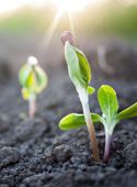 Seedlings just emerging from the soil